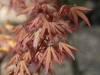 Acer palmatum 'Redwine' - spring