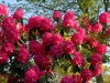Rhododendron \'Cynthia\'