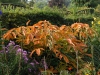 Aesculus neglecta 'Autumn Fire'