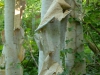Betula utilis var. jacquemontii peeling bark