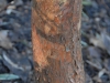 Stewartia monodelpha