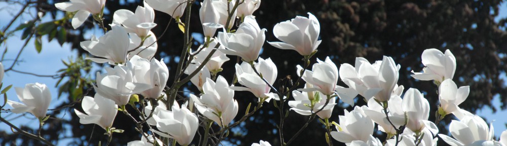 The Magnolias Garden Website